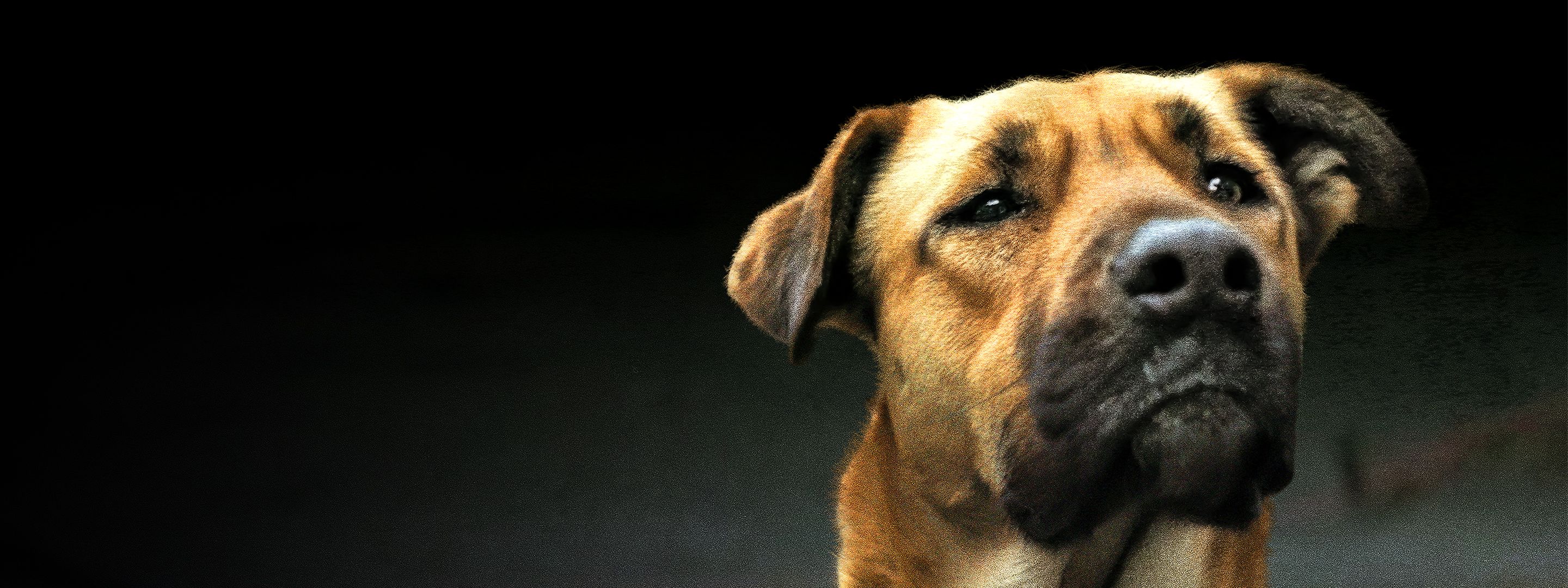 Streuner - Unterwegs mit Hundeaugen
