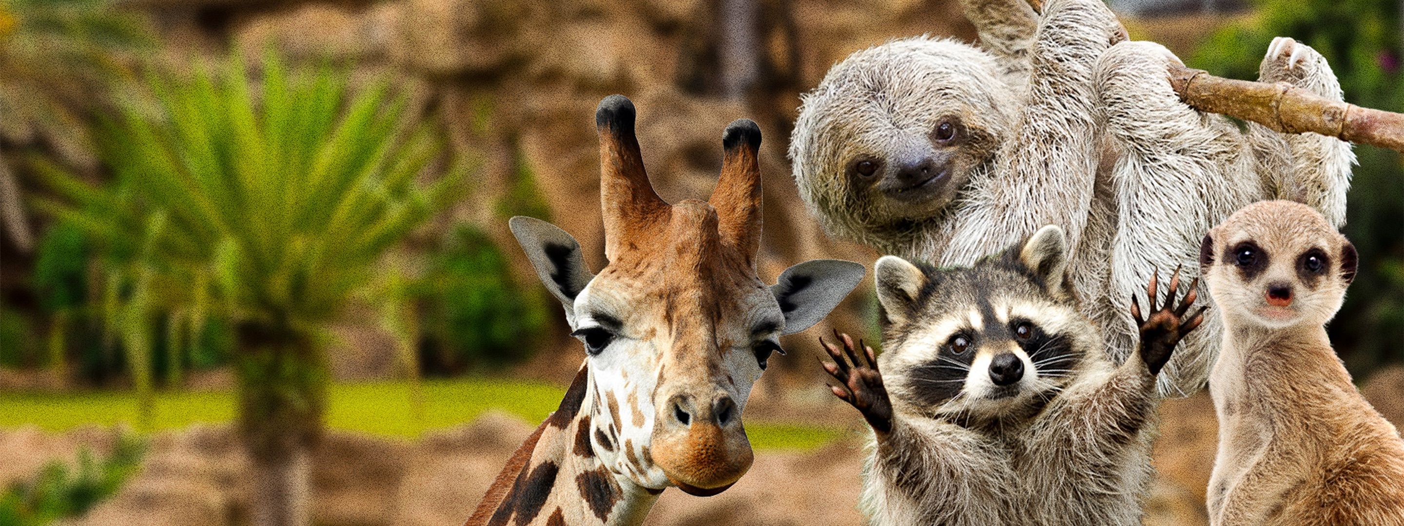 Giraffe, Erdmännchen & Co.