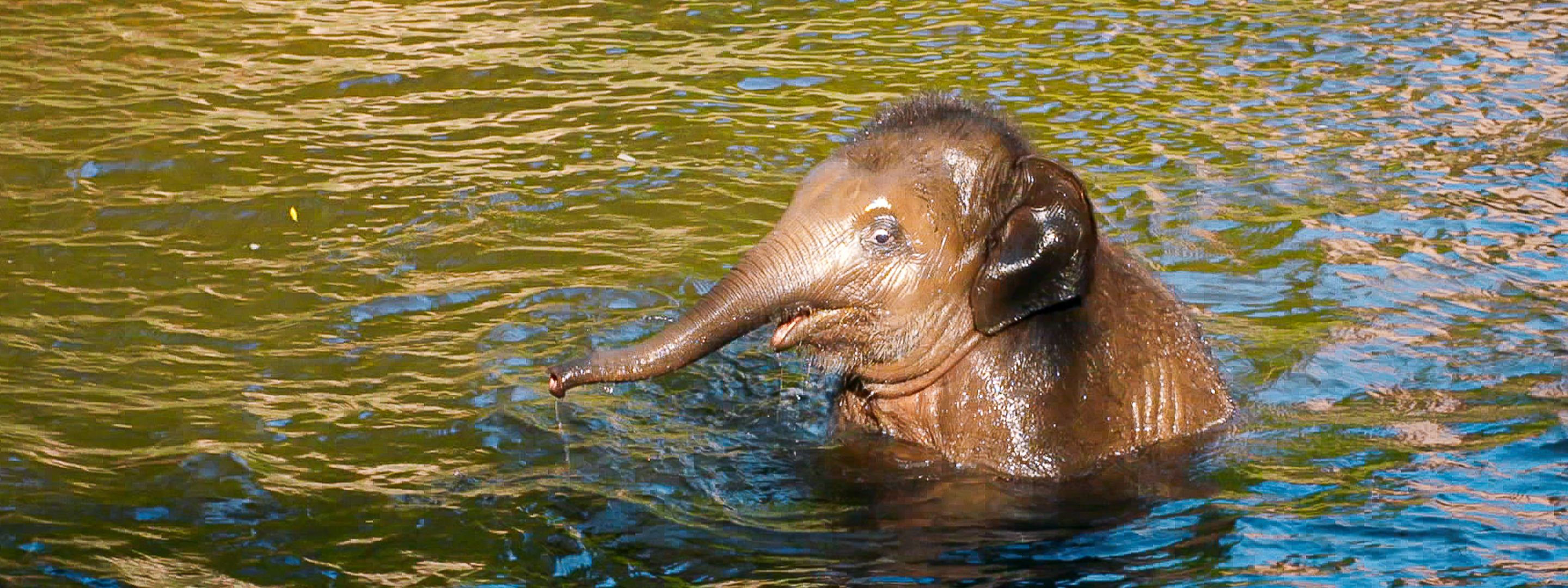 Elefant, Tiger & Kids